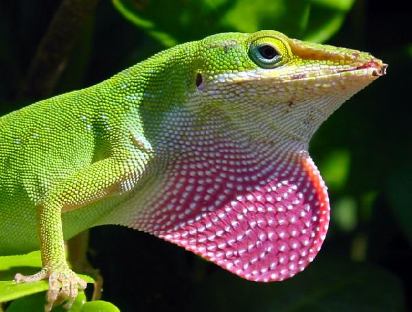byronicexotic