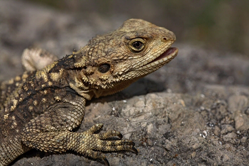 byronicexotic