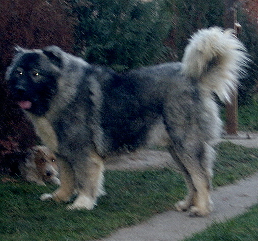 1241091695sarkvideki.JPG